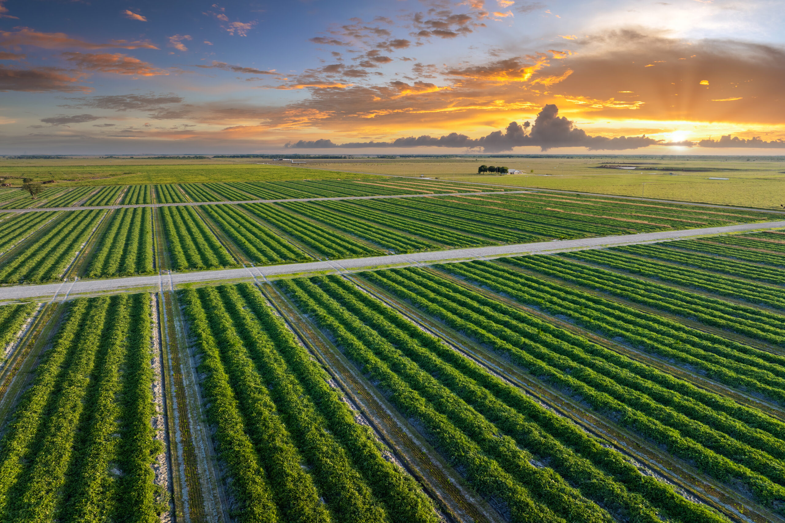 Indústria e cadeia do agronegócio